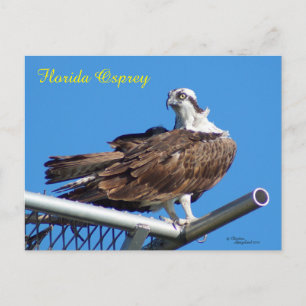 Cartão Postal Cartão-postal de Osprey Hawk Nest bonito