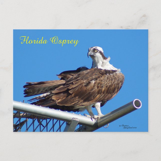 Cartão Postal Cartão-postal de Osprey Hawk Nest bonito (Frente)