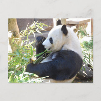Cartão Postal Cartão-postal de Panda do Feed Me