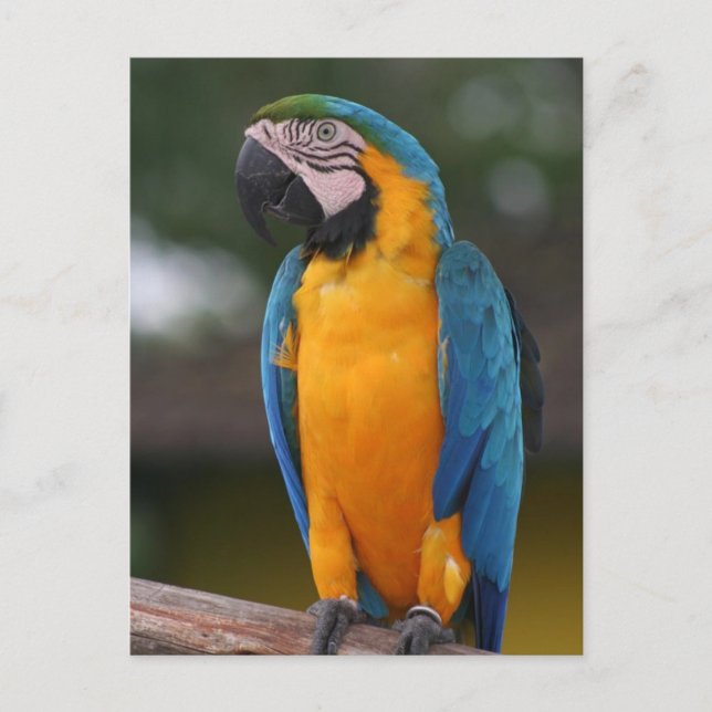 Cartão Postal Cartão-postal de papagaio (Frente)