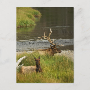 Cartão Postal Cartão-postal de parceiros Yellowstone