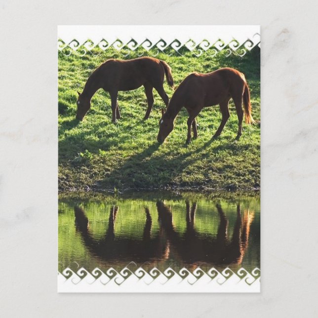 Cartão Postal Cartão-postal de parelha de cavalo (Frente)