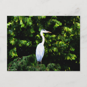 Cartão Postal Cartão-postal de pássaro branco