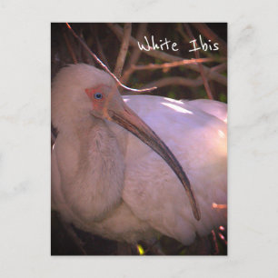 Cartão Postal Cartão-postal de Pássaro Ibis Branco