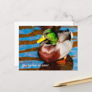 Cartão Postal Cartão-postal de Pato Mallard Bonito