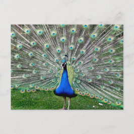 Cartão Postal Cartão-postal de Peacock Plume