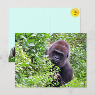 Cartão Postal Cartão-postal de Peek-A-Boo Gorilla
