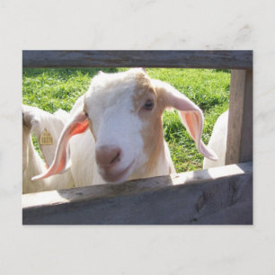 Cartão Postal Cartão-postal de Peeking Goat