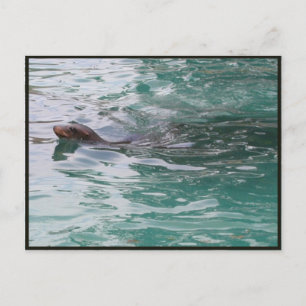 Cartão Postal Cartão-postal de Peeks da Cabeça de Seal