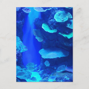 Cartão Postal Cartão-postal de peixe azul elétrico