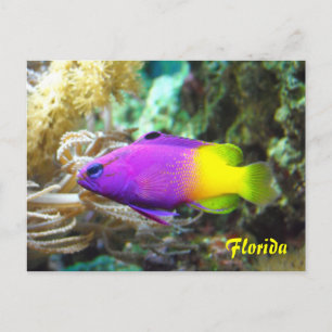 Cartão Postal Cartão-postal de peixe da Flórida