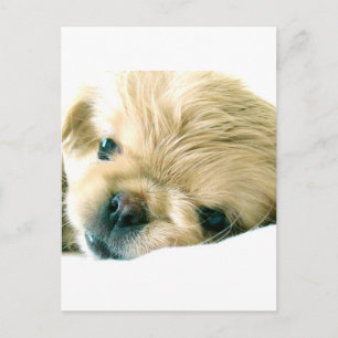Cartão Postal Cartão-postal de Pekingese