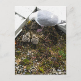 Cartão Postal Cartão-postal de Pintinhos Gull Antigos