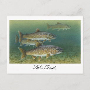 Cartão Postal Cartão-postal de pintura do Lake Trout