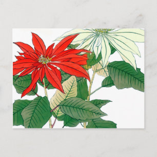 Cartão Postal Cartão-postal de Poinsettia Vermelha e Branca