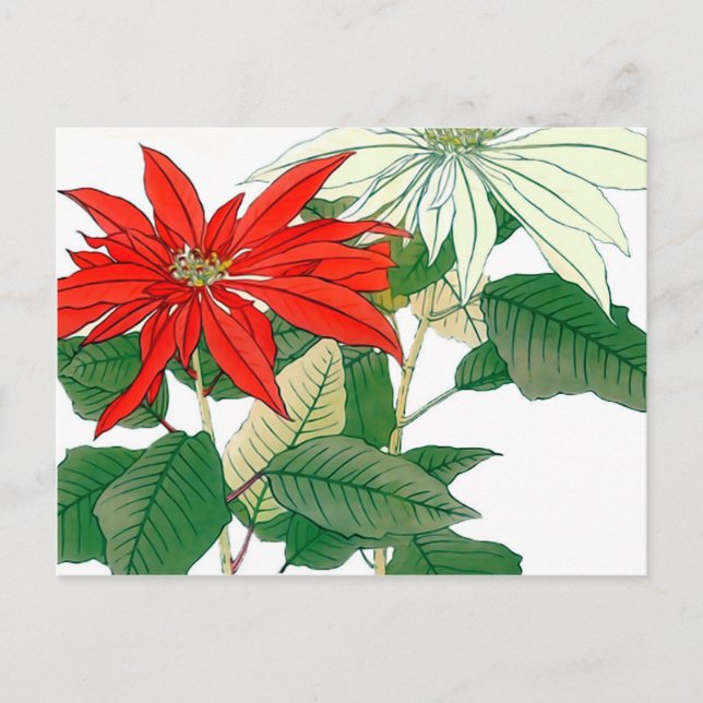 Cartão Postal Cartão-postal de Poinsettia Vermelha e Branca (Frente)