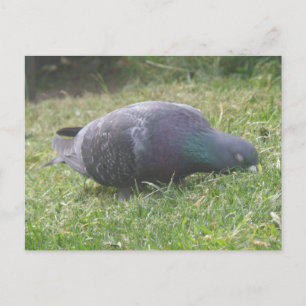 Cartão Postal Cartão-postal de Pombo com Sono