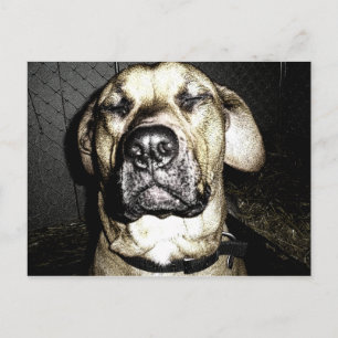 Cartão Postal Cartão-postal de Presa Canario