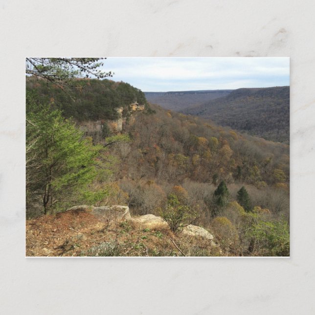 Cartão Postal Cartão-postal de Primaveras Beersheba (Frente)