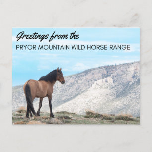 Cartão Postal Cartão-postal de Pryor Mountain Wild Mustang: Hori