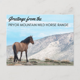 Cartão Postal Cartão-postal de Pryor Mountain Wild Mustang: Hori