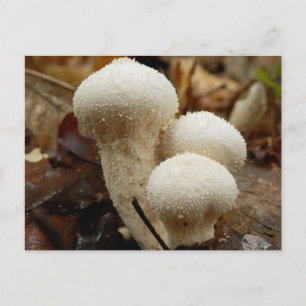 Cartão Postal Cartão-postal de Puffball Comum