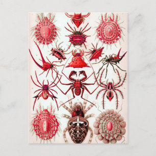 Cartão Postal Cartão-postal de rastreadores Web