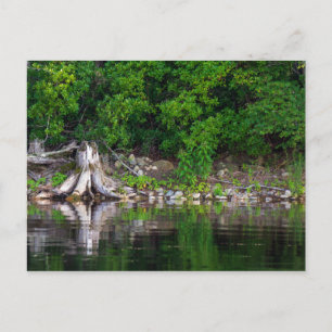 Cartão Postal Cartão-postal de reflexões verdes