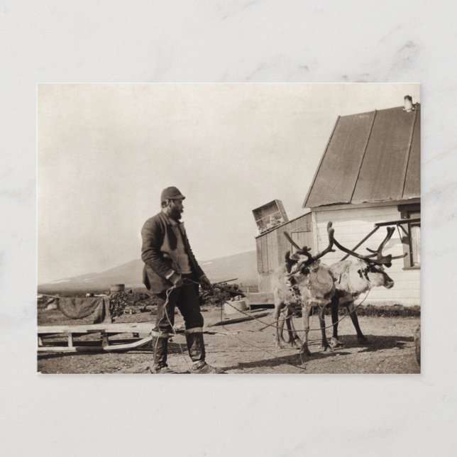 Cartão Postal Cartão-postal de Reindeer (Frente)