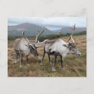 Cartão Postal Cartão-postal de Reindeer do Cairngorm