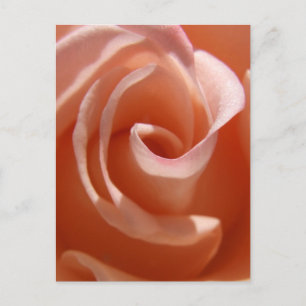 Cartão Postal Cartão-postal de Rosa de Pêssego