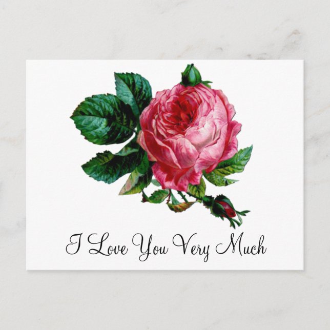 Cartão Postal Cartão-postal de Rosa de repolho (Frente)