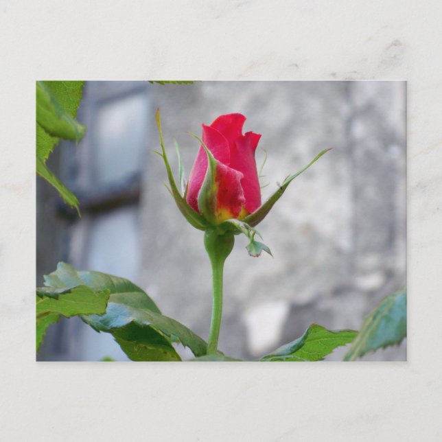 Cartão Postal Cartão-postal de Rosa de solteiro (Frente)