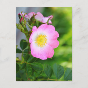 Cartão Postal Cartão-postal de Rosa do Chá Selvagem Rosa