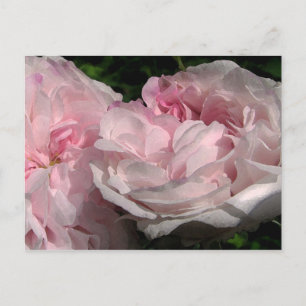 Cartão Postal Cartão-postal de Rosa Leda