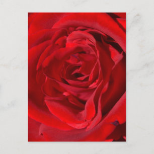 Cartão Postal Cartão-postal de Rosa vermelha brilhante