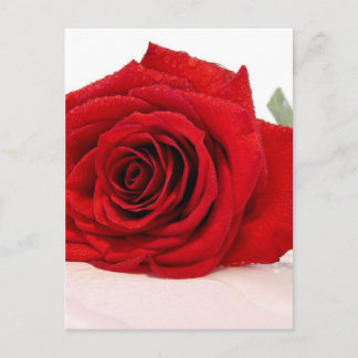 Cartão Postal Cartão-postal de Rosa vermelha Stem Longa