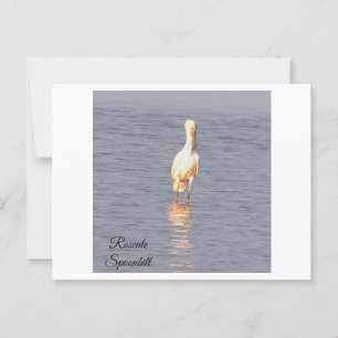 Cartão Postal Cartão-postal de Roseate Spoonbill