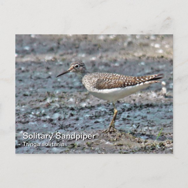 Cartão Postal Cartão-postal de Sandpiper Solitário (Frente)