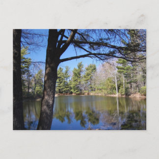 Cartão Postal Cartão-postal de sapo