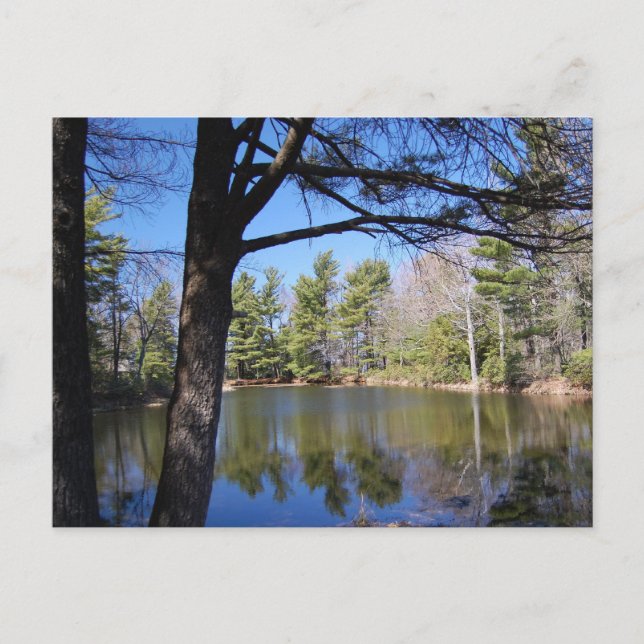 Cartão Postal Cartão-postal de sapo (Frente)