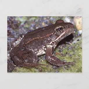 Cartão Postal Cartão-postal de sapo/Toad