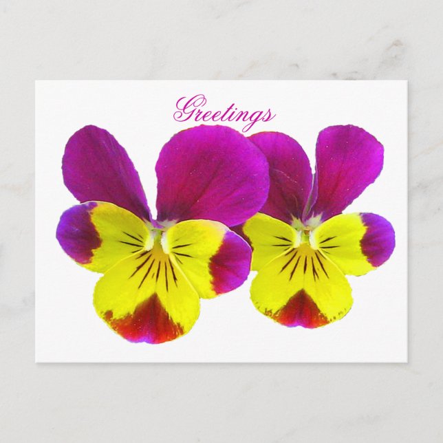 Cartão Postal Cartão-postal de saudações Feliz Pansy (Frente)