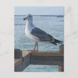 Cartão Postal Cartão-postal de Seagull da Califórnia
