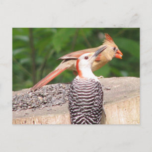 Cartão Postal Cartão-postal de Semente Compartilhada