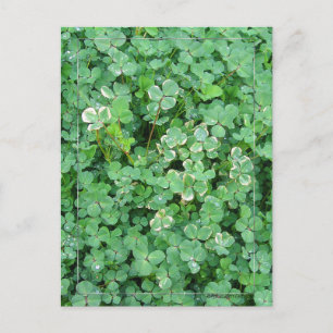 Cartão Postal Cartão-postal de Shamrock Verde e Branco