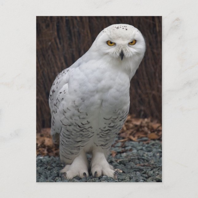 Cartão Postal Cartão-postal de Slippers Correspondente (Frente)