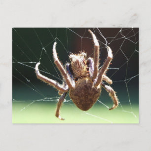 Cartão Postal Cartão-postal de Spider de Jarden Orb Weaver