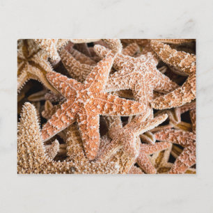 Cartão Postal Cartão-postal de Starfish do Açúcar