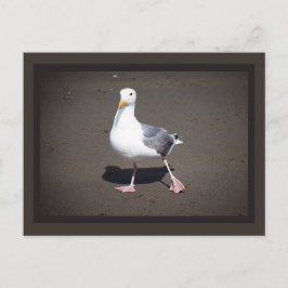 Cartão Postal Cartão-postal de Strut de Seagull